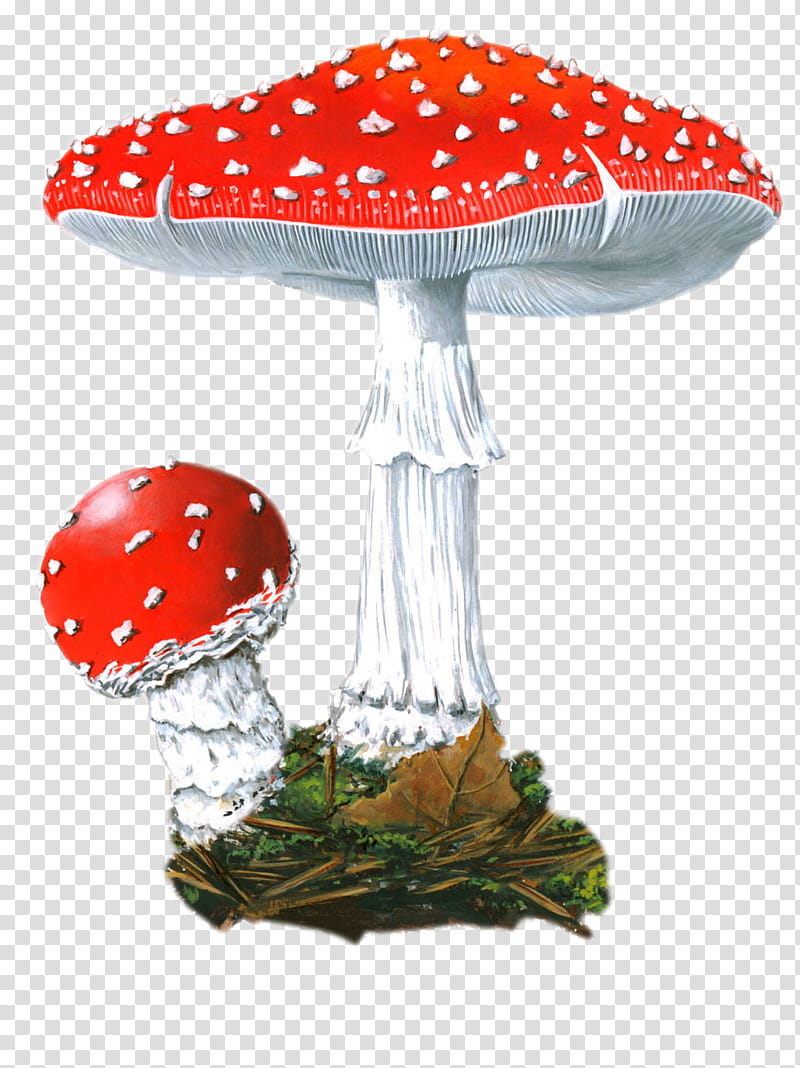 Mushroom, Fly Agaric, Cream, Pharmacology, Institute, Saint Petersburg, Amanita, Table transparent background PNG clipart