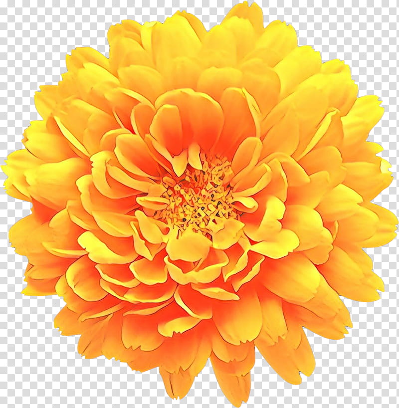 Orange, Flower, Petal, Yellow, English Marigold, Plant, Cut Flowers, Gerbera transparent background PNG clipart