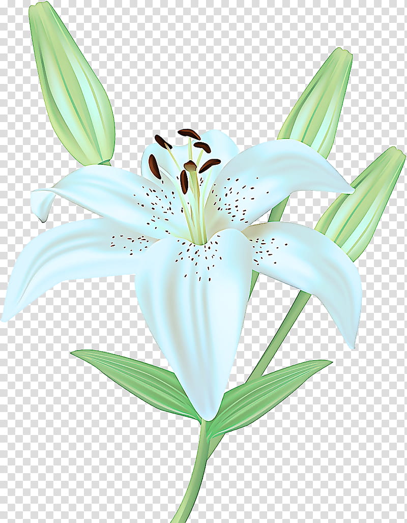 flower lily flowering plant plant petal, Tiger Lily, Stargazer Lily, Terrestrial Plant, Lily Family transparent background PNG clipart