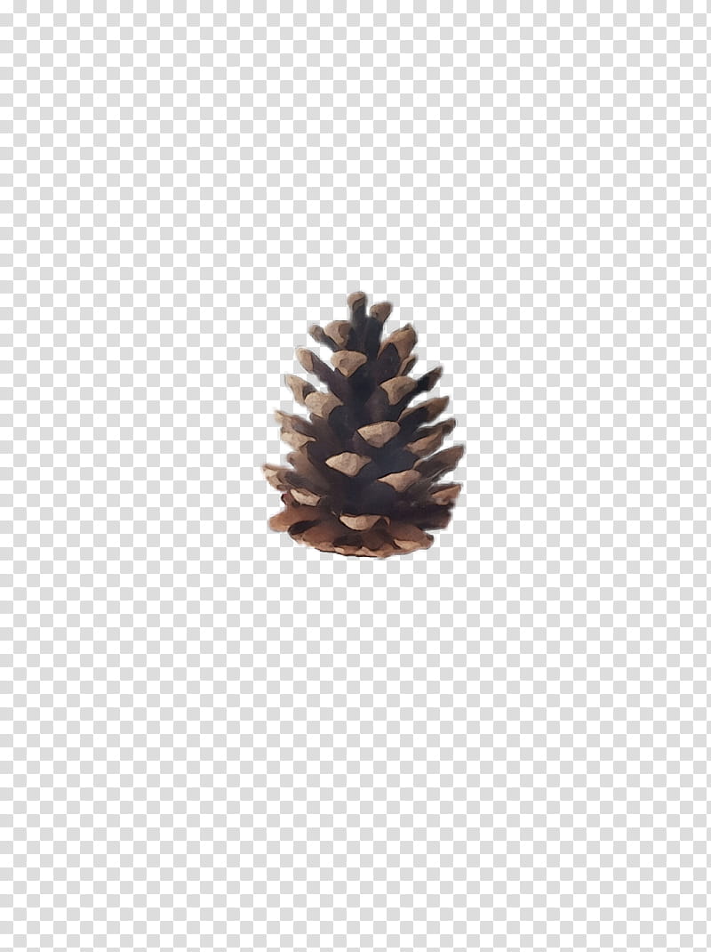 sugar pine oregon pine lodgepole pine colorado spruce tree, Watercolor, Paint, Wet Ink, Red Pine, Conifer Cone, Plant, Pine Family transparent background PNG clipart