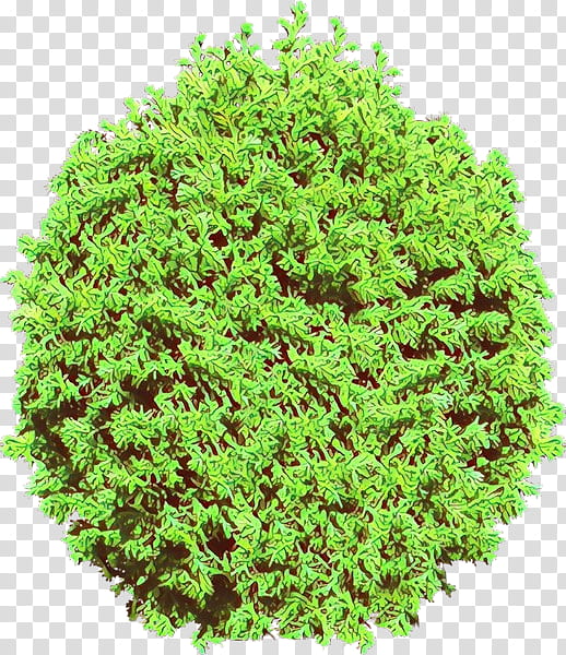 green plant grass tree shrub, Cartoon, Leaf, Flower, Thuya, Groundcover transparent background PNG clipart