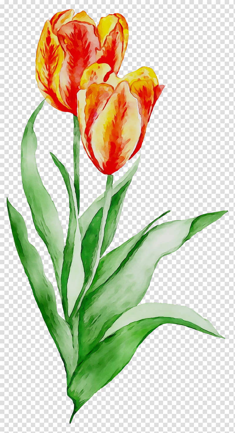 Watercolor Floral, Floral Design, Cut Flowers, Tulip, Plant Stem, Bud ...