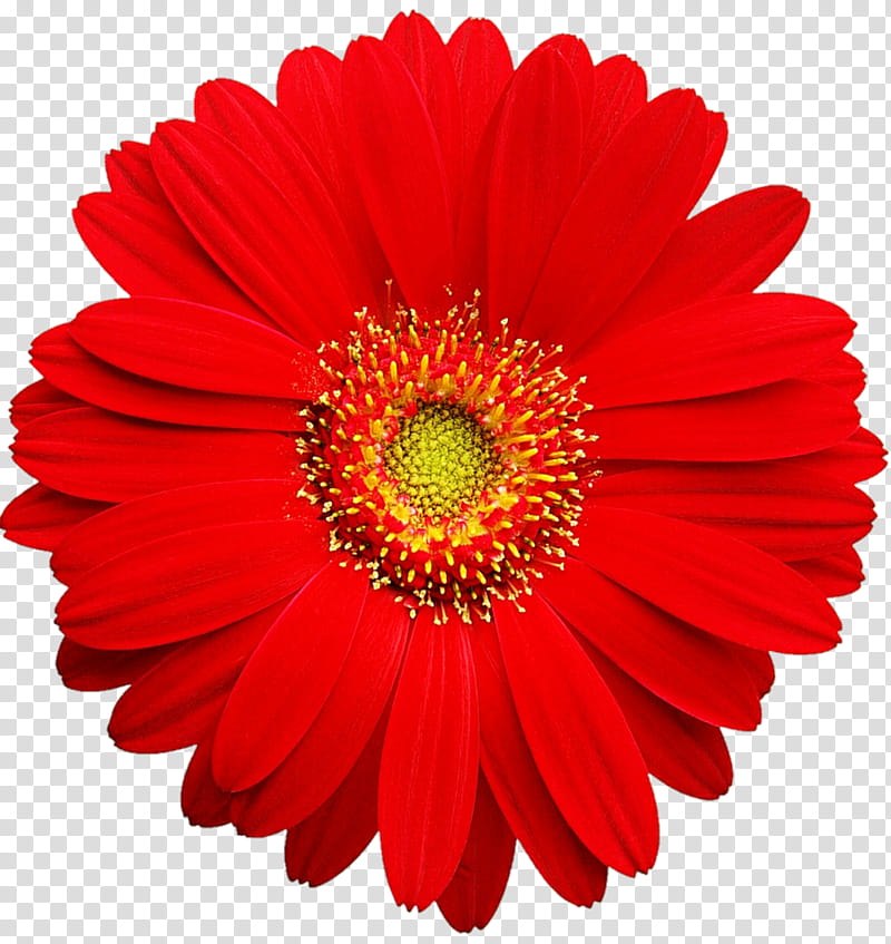 Primary Red Gerbera Daisy transparent background PNG clipart