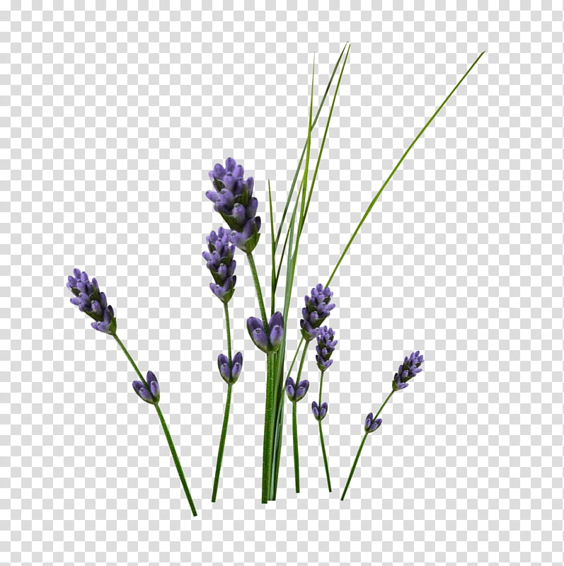 Lily Flower, English Lavender, Ornamental Plant, Violet, Plants, Purple, Kha, French Lavender transparent background PNG clipart