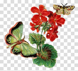 Vintage flower , butterfly on red flower painting transparent background PNG clipart