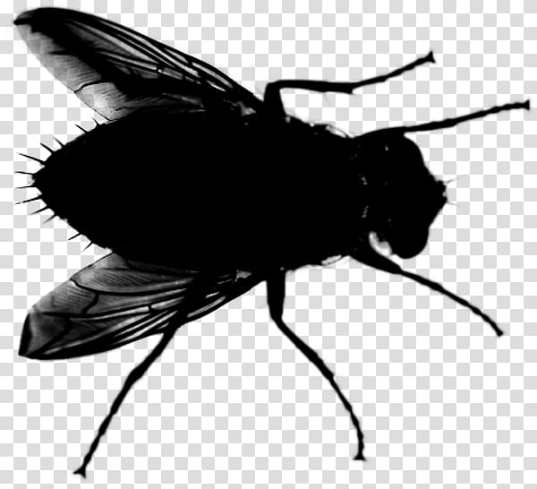 Bee, Insect, Black White M, Pollinator, Silhouette, Membrane, House Fly, Stable Fly transparent background PNG clipart