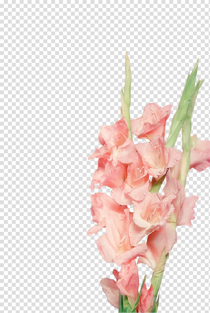 SHARE The War Ko Ko Bop EXO, pink Gladiolus flowers in bloom transparent background PNG clipart