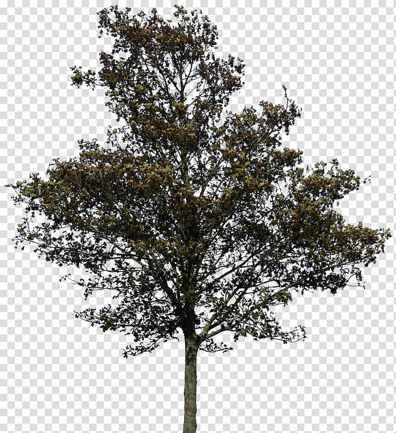 tree  transparent background PNG clipart