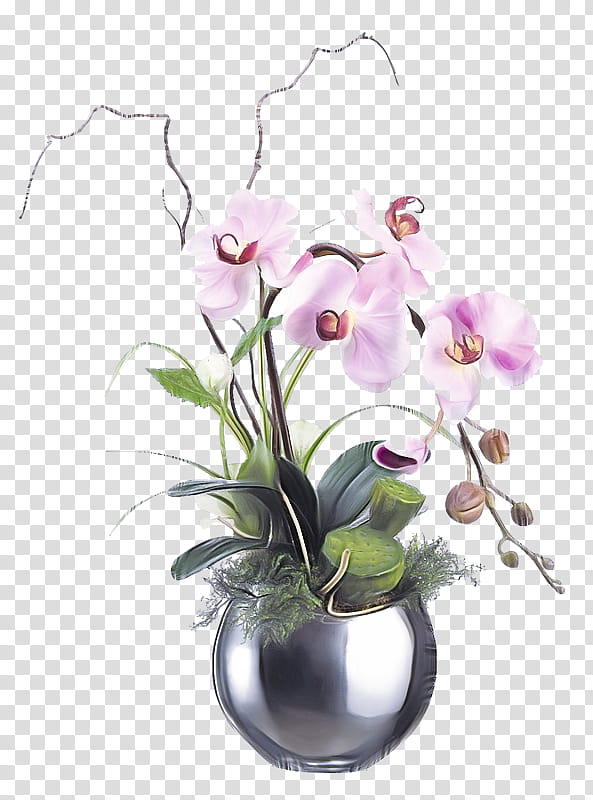 flower flowering plant moth orchid plant flowerpot, Houseplant, Terrestrial Plant transparent background PNG clipart