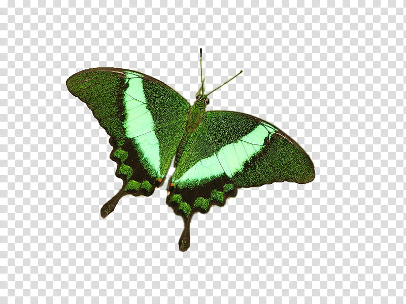 Butterfly, Brushfooted Butterflies, Gossamerwinged Butterflies, Moth, Blue, Leaf, Printing, Moths And Butterflies transparent background PNG clipart