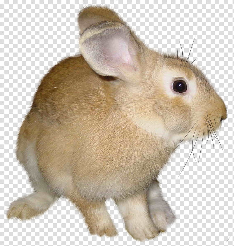 Brown rabbit