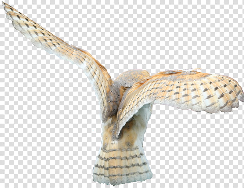 Barn Owl no bg, beige bird illustration transparent background PNG clipart