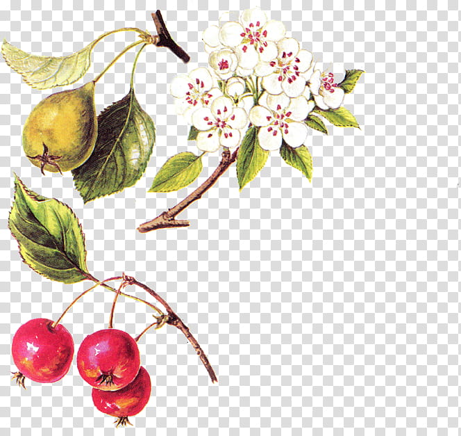 floral, red berries and white flowers transparent background PNG clipart