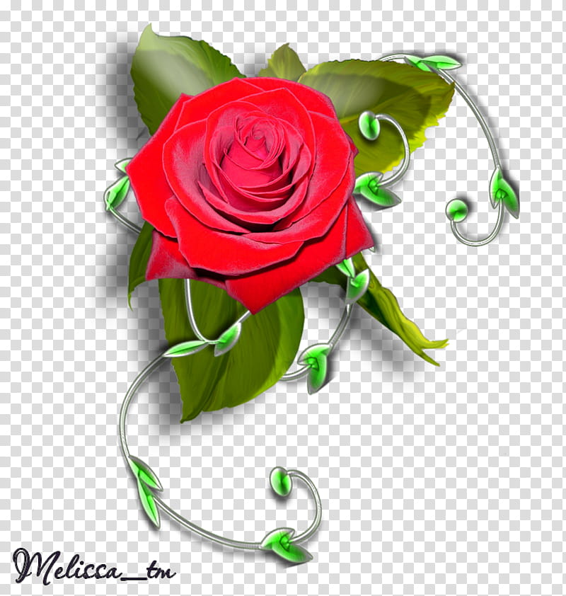 element rose with leaves and swirl, red rose graphic transparent background PNG clipart