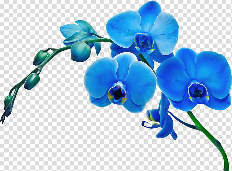flower blue moth orchid plant flowering plant, Petal, Sweet Pea, Dayflower transparent background PNG clipart