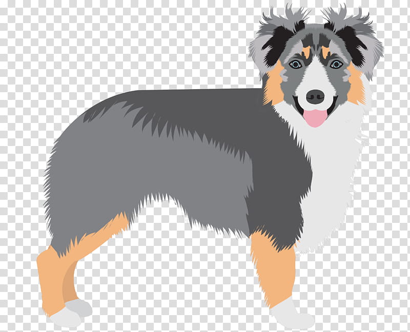 White Border, Australian Shepherd, Puppy, Miniature American Shepherd, English Shepherd, Belgian Shepherd, Canadian Kennel Club, White Shepherd transparent background PNG clipart