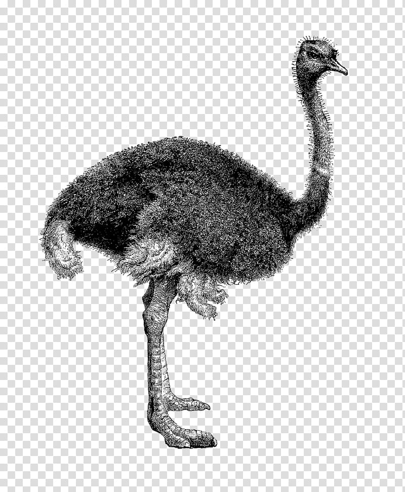 Cartoon Bird, Common Ostrich, Emu, Drawing, Billabong Black And White L, Beak, Ratite, Flightless Bird transparent background PNG clipart
