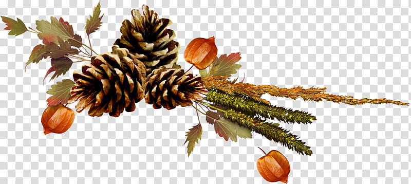 Autumn, three brown pine cones transparent background PNG clipart