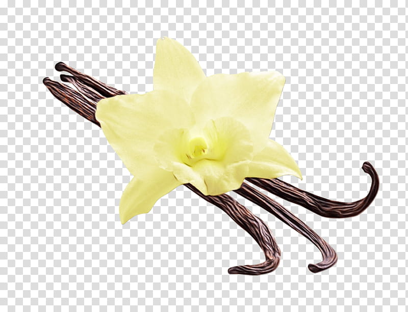 flower yellow vanilla plant amaryllis belladonna, Watercolor, Paint, Wet Ink, Petal, Cut Flowers, Herbaceous Plant, Flowering Plant transparent background PNG clipart
