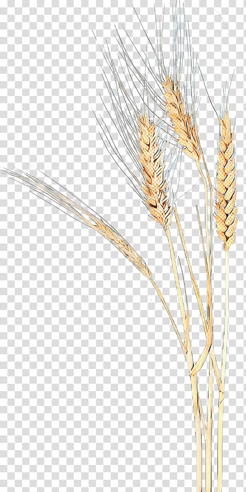 Grass, Emmer, Einkorn Wheat, Cereal Germ, Rye, Triticale, Grain, Barleys transparent background PNG clipart
