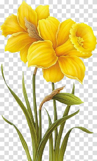 Yellow , yellow flowers illustration transparent background PNG clipart