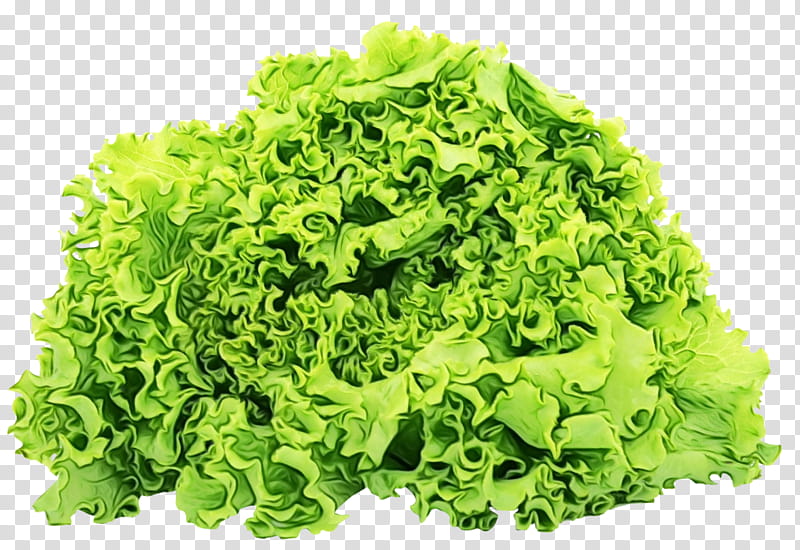 leaf vegetable vegetable iceburg lettuce lettuce food, Watercolor, Paint, Wet Ink, Plant, Cruciferous Vegetables, Vegetarian Food transparent background PNG clipart