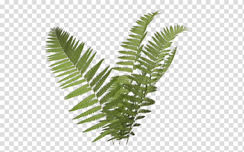 green Boston fern leaf transparent background PNG clipart