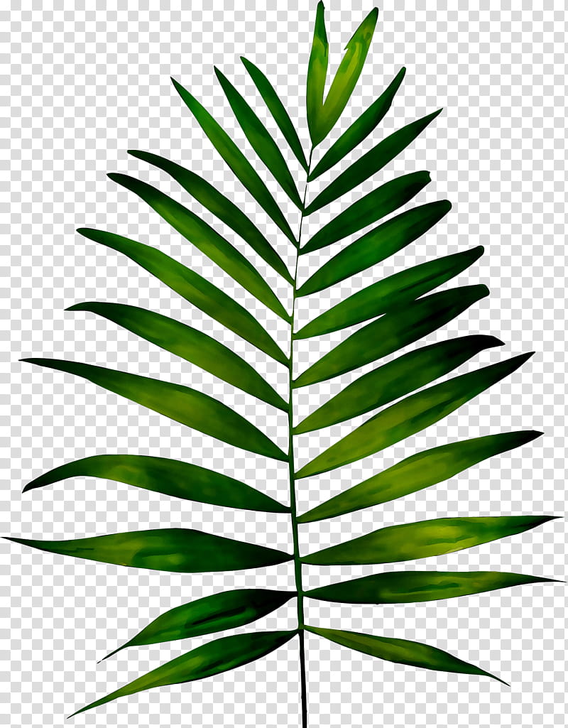 Palm Tree Drawing, Frond, Fern, Leaf, Palm Trees, Plants, Vascular Plant, Watercolor Painting transparent background PNG clipart