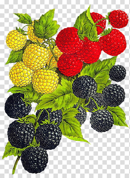 Fruits s, red, black, and yellow berries fruits art transparent background PNG clipart