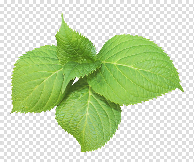 Green Leaf, Peppermint, Spearmint, Color, Plants, Flower, Perilla, Herb transparent background PNG clipart