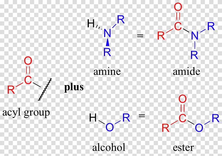 Amide Text, Amine, Functional Group, Acyl Group, Ester, Hinsberg Reaction, Carbylamine Reaction, Base transparent background PNG clipart