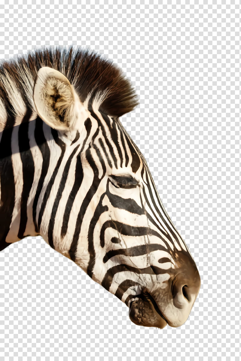 zebra white wildlife terrestrial animal head, Snout, Animal Figure, Fur transparent background PNG clipart