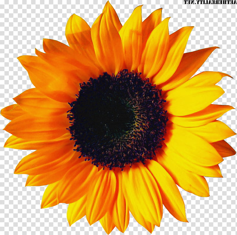 Sunflower, Yellow, Petal, Sunflower Seed, Plant, Orange, Closeup, Vegetarian Food transparent background PNG clipart