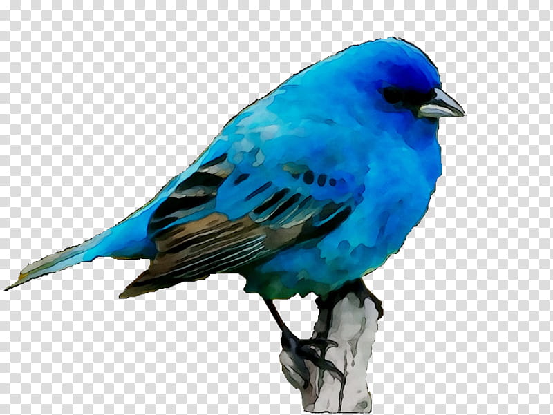 Mountain, Bird, Sparrow, Feather, Beak, Bluebirds, House Sparrow, Color transparent background PNG clipart