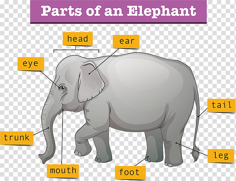 Elephant, Diagram, Indian Elephant, Asian Elephant, Wildlife, Animal Figure, Text, Line transparent background PNG clipart