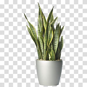 Spring  YEAR ON DA, silver snake plant in gray pot transparent background PNG clipart