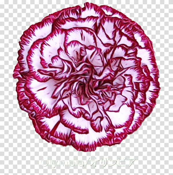Lily Flower, Carnation, Carnation Lily Lily Rose, Tableware, Porcelana Schmidt Sa, Porcelain, Petal, Cut Flowers transparent background PNG clipart