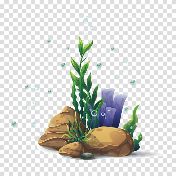Seaweed, Algae, Aquatic Plants, Drawing, Coral, Grass, Soil, Flower transparent background PNG clipart