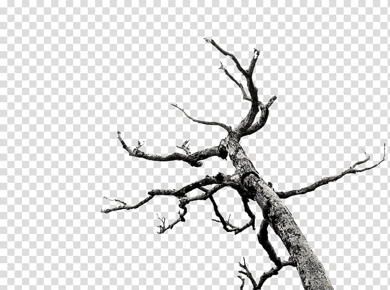 Dead Tree Branches , bare tree illustration transparent background PNG clipart