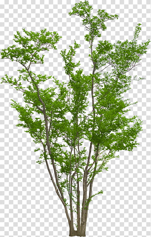 Family Tree, Landscape, Shrub, Fall Tree, Branch, Leaf, Plants, Landscape Architecture transparent background PNG clipart