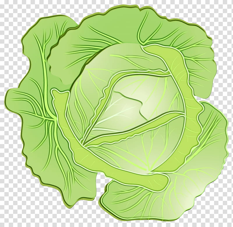 Green Leaf, Cabbage, Red Cabbage, Vegetable, Napa Cabbage, Kohlrabi, Savoy Cabbage, Food transparent background PNG clipart