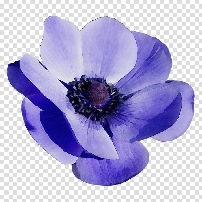 flowering plant petal flower violet purple, Watercolor, Paint, Wet Ink, Blue, Anemone, Wildflower, Violet Family transparent background PNG clipart