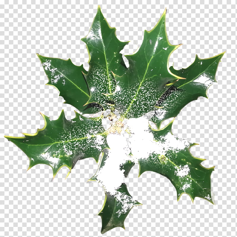 christmas holly Ilex holly, Christmas , Leaf, American Holly, Plant, Plane, Flower, Black Oak transparent background PNG clipart