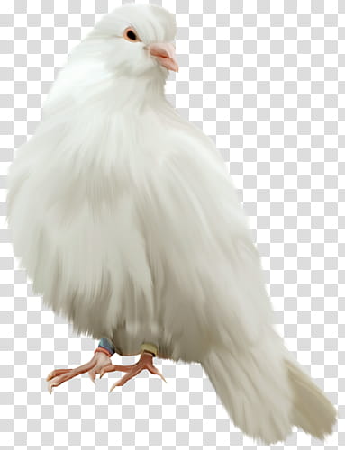 white dove transparent background PNG clipart