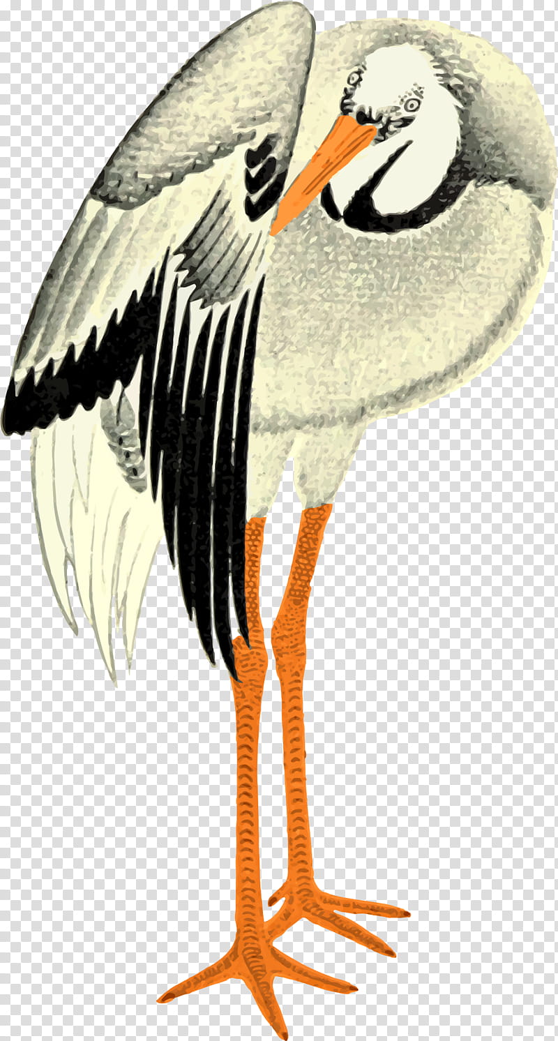 Crane Bird, Drawing, Lambs, Letters From Home, Greeting, No, Beak, Water Bird transparent background PNG clipart