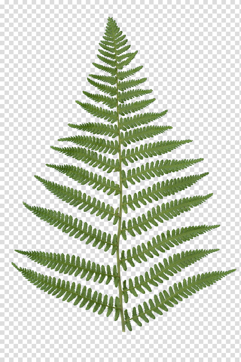 Christmas Black And White, Fern, Frond, Vascular Plant, Leaf, Plants, Palm Trees, Botany transparent background PNG clipart