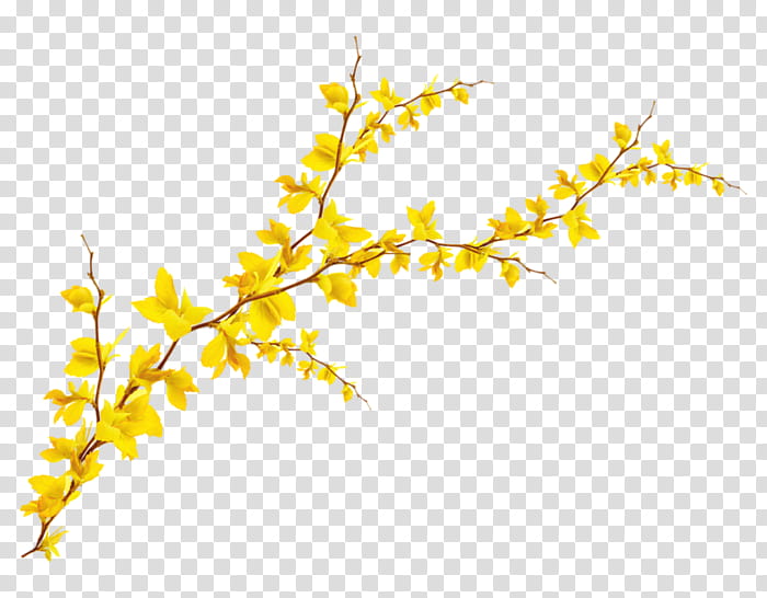 Autumn Tree Branch, Leaf, BORDERS AND FRAMES, Autumn Leaf Color, Yellow, Painting, Maidenhair Tree, Flower transparent background PNG clipart