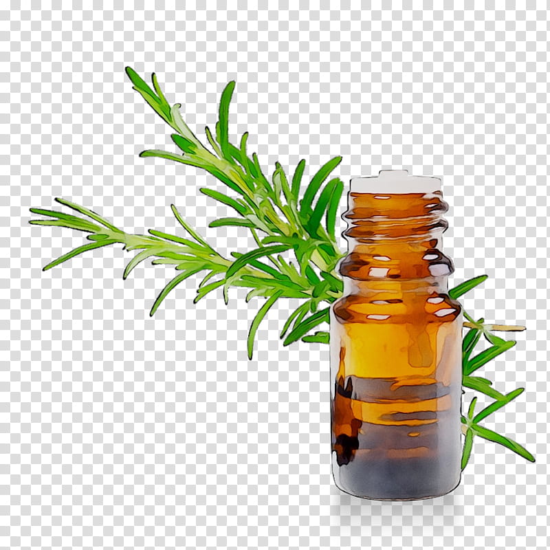 Flower Stem, Herbalism, Medicine, Tree, Rosemary, Plant, Fines Herbes, Bottle transparent background PNG clipart