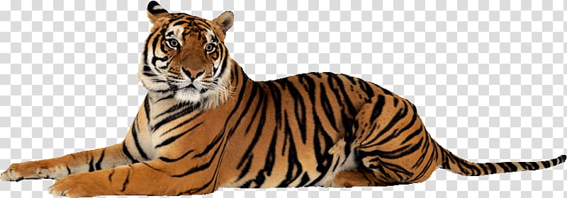 Cats, Lion, Bengal Tiger, White Tiger, Panthera, Wildlife, Siberian Tiger, Animal Figure transparent background PNG clipart