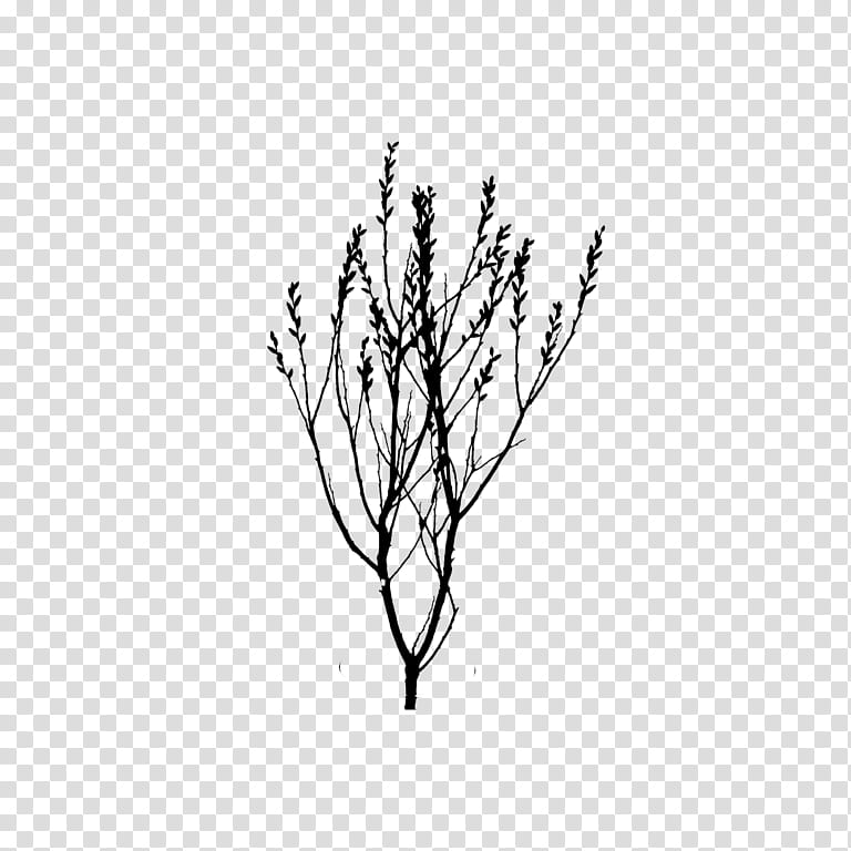 White Tree, Leaf, Plant Stem, Computer, Grasses, Line Art, Plants, Black M transparent background PNG clipart